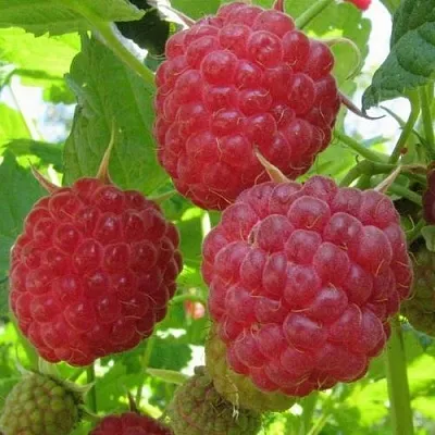 Малина НОВОСТЬ КУЗЬМИНА  в Улан-Удэ