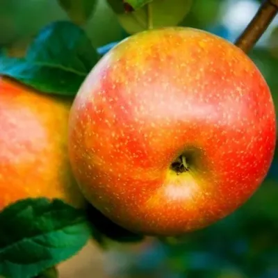 Яблоня АБРИКОСОВАЯ в Улан-Удэ