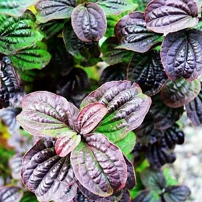 дерен КОМПРЕССА кроваво-красный  дерен КОМПРЕССА кроваво-красный в Улан-Удэ