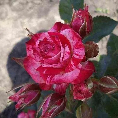 Саженцы роз ФАЙЕР ВОРКС миниатюрная  Саженцы роз ФАЙЕР ВОРКС миниатюрная в Улан-Удэ