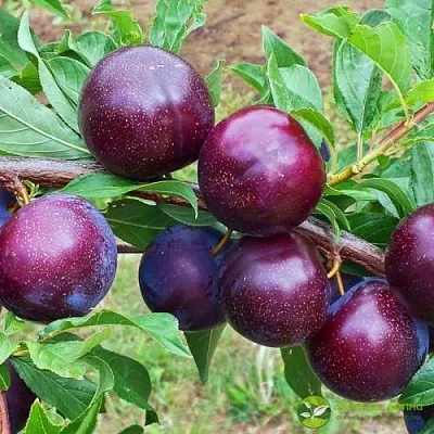 Шарафуга ВЕЛЬВЕТ САНРАЙЗ  Шарафуга ВЕЛЬВЕТ САНРАЙЗ в Улан-Удэ