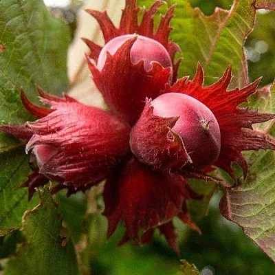 Фундук  Фундук в Улан-Удэ