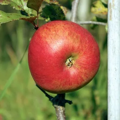 Яблоня ДЫЯМЕНТ  Яблоня ДЫЯМЕНТ в Улан-Удэ