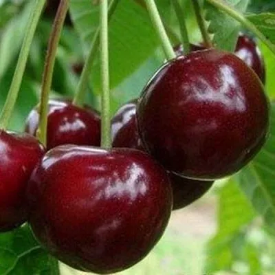 Вишня МИЛАВИЦА в Улан-Удэ