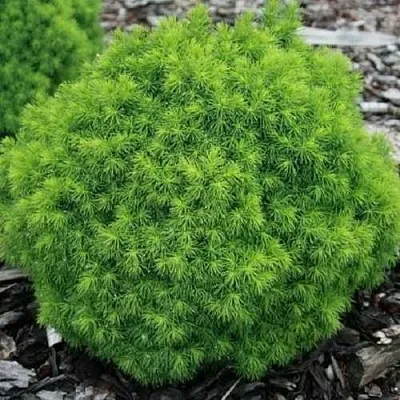 Ель АЛЬБЕРТА ГЛОБ сизая  Ель АЛЬБЕРТА ГЛОБ сизая в Улан-Удэ