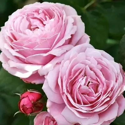 Саженцы роз ДИТЕР МЮЛЛЕР шраб  Саженцы роз ДИТЕР МЮЛЛЕР шраб в Улан-Удэ