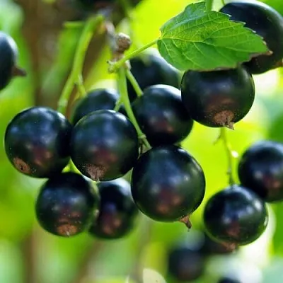 Смородина чёрная ВЕЛОЙ (ЛЕНИНГРАДСКАЯ СЛАДКАЯ) в Улан-Удэ