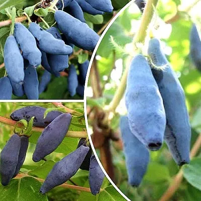 Комплект СЛАДКИЕ ХИТЫ в Улан-Удэ