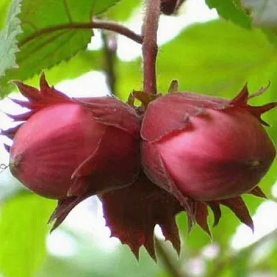 Фундук АЙВЕНГО  Фундук АЙВЕНГО в Улан-Удэ