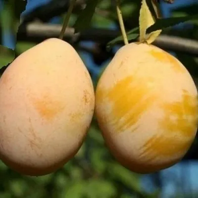 Слива ВАШИНГТОН  Слива ВАШИНГТОН в Улан-Удэ