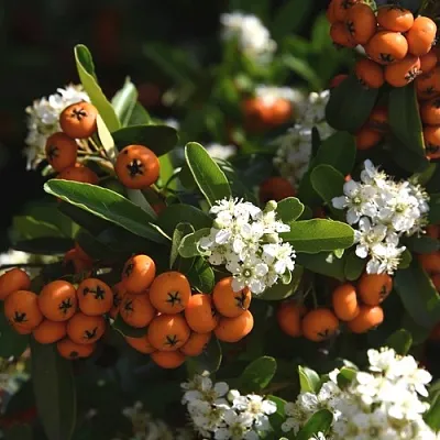 Пираканта  Пираканта в Улан-Удэ