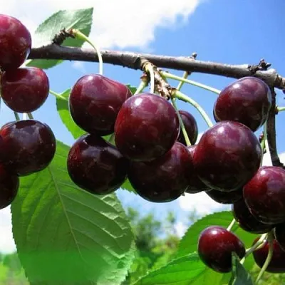 Дюк ЧУДО-ВИШНЯ  Дюк ЧУДО-ВИШНЯ в Улан-Удэ