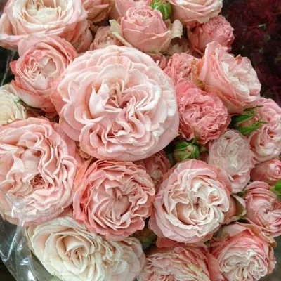 Саженцы роз МАДАМ БОМБАСТИК спрей  Саженцы роз МАДАМ БОМБАСТИК спрей в Улан-Удэ