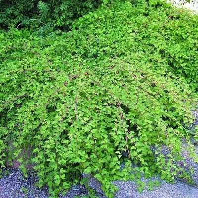 Стефанандра  Стефанандра в Улан-Удэ