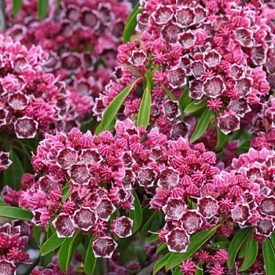 Кальмия  Кальмия в Улан-Удэ