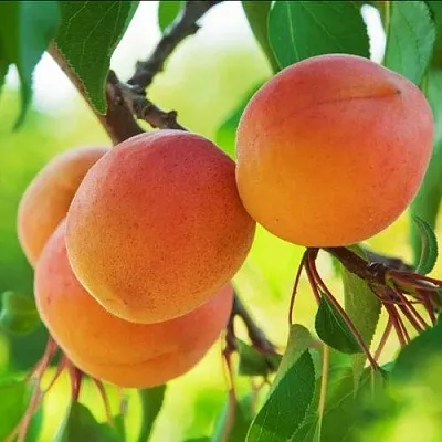 Абрикос ДЕБЮТ  Абрикос ДЕБЮТ в Улан-Удэ