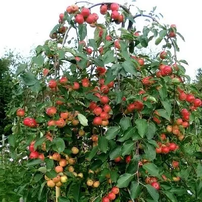 Яблоня ХЮВИНГИЕНЗИС декоративная  Яблоня ХЮВИНГИЕНЗИС декоративная в Улан-Удэ