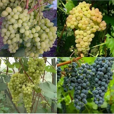 Комплект ВИНОГРАДНАЯ РАДУГА в Улан-Удэ