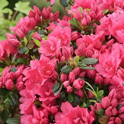 Азалия  Азалия в Улан-Удэ