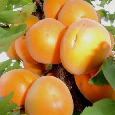 Абрикос ДЕСЕРТНЫЙ — описание сорта Абрикос ДЕСЕРТНЫЙ в Улан-Удэ