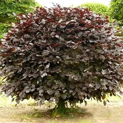 Бук лесной АТРОПУНИЦЕА  Бук лесной АТРОПУНИЦЕА в Улан-Удэ