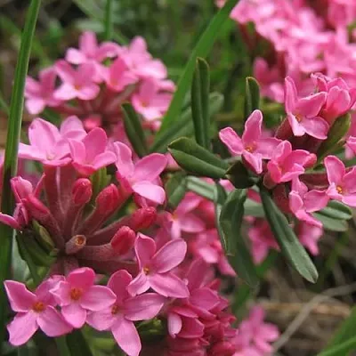 Волчеягодник  Волчеягодник в Улан-Удэ