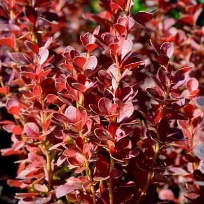 Барбарис ВУЛКАНО тунберга  Барбарис ВУЛКАНО тунберга в Улан-Удэ