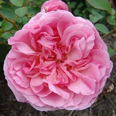 Саженцы роз ХАЙДИ ХОЛЛ английская  Саженцы роз ХАЙДИ ХОЛЛ английская в Улан-Удэ