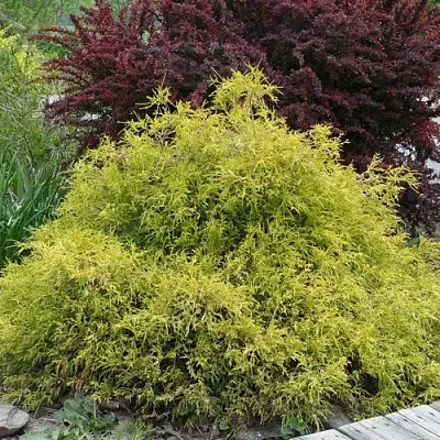 Кипарисовик ГОЛДЕН МОП горохоплодный  Кипарисовик ГОЛДЕН МОП горохоплодный в Улан-Удэ