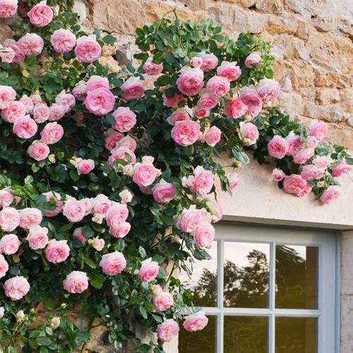 Плетистые розы: преимущества, лучшие сорта и как выбрать идеальный вариант для сада