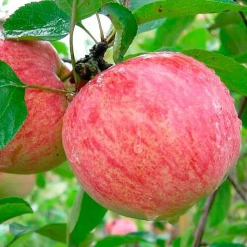 Яблоня КОРИЧНОЕ ПОЛОСАТОЕ в Улан-Удэ