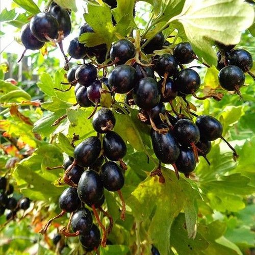 Смородина золотистая ОВАЛЬНАЯ в Улан-Удэ
