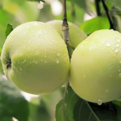 Саженцы яблони оптом в Улан-Удэ