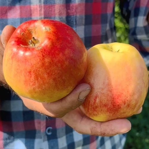 Яблоня ПАМЯТИ ХИТРОВО в Улан-Удэ