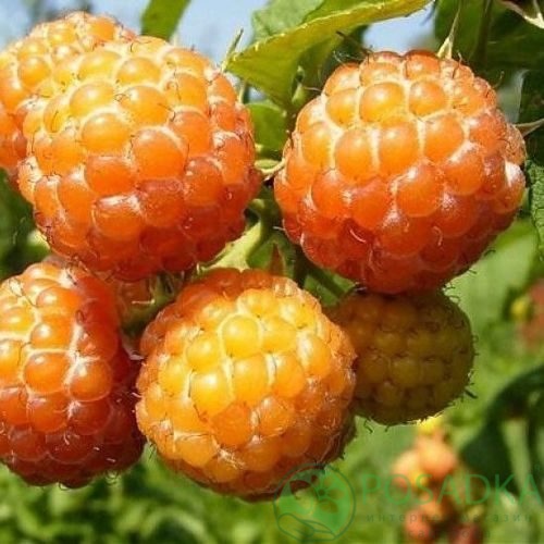 Малина КУМБЕРЛЕНД желтая в Улан-Удэ