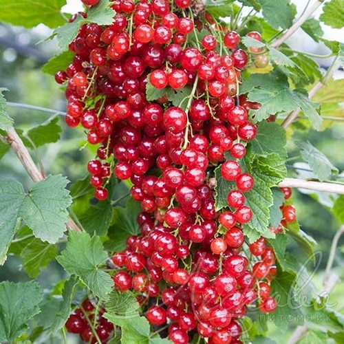 Смородина красная РЕД ЛЕЙК в Улан-Удэ