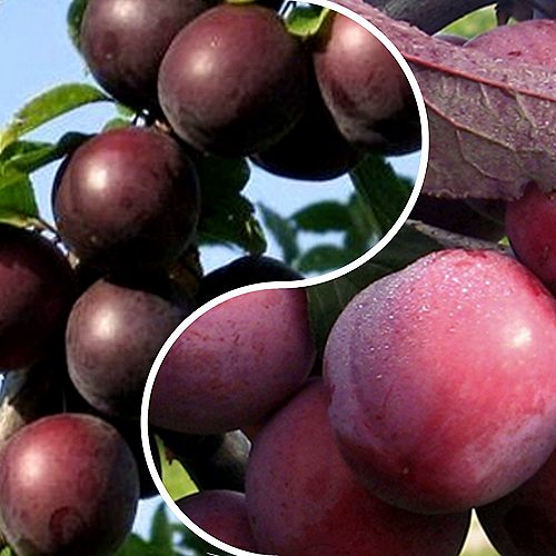 Комплект ИЗЮМИНКА САДА в Улан-Удэ