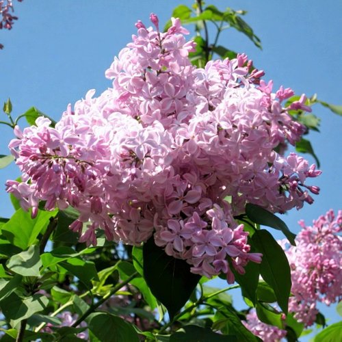 Сирень БУФФОН в Улан-Удэ
