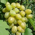 Виноград в Улан-Удэ