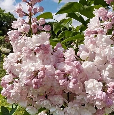 Сирень КРАСАВИЦА МОСКВЫ (привитая) в Улан-Удэ