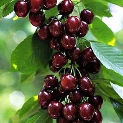 Черешня УДИВИТЕЛЬНАЯ в Улан-Удэ