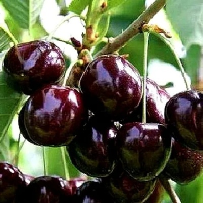 Черешня ДОНЕЦКИЙ УГОЛЁК в Улан-Удэ