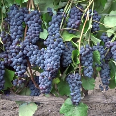 Виноград ЗИЛГА в Улан-Удэ