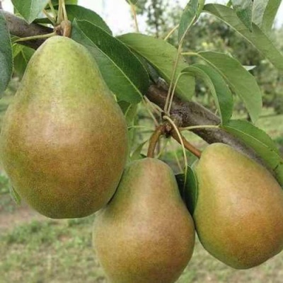Груша СТАРИЙСКАЯ в Улан-Удэ