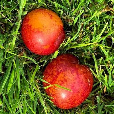 Шарафуга НЕКТАРИННАЯ в Улан-Удэ