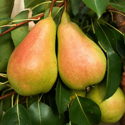 Сладкая в Улан-Удэ