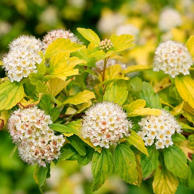 Желтый в Улан-Удэ