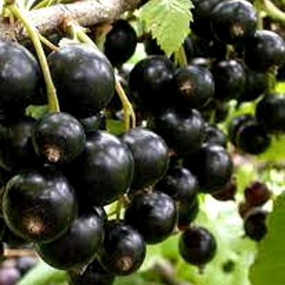 Смородина черная ОРЛОВСКИЙ ВАЛЬС в Улан-Удэ