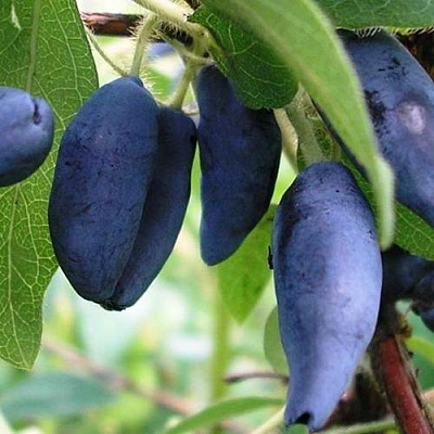 Жимолость съедобная Жимолость съедобная в Улан-Удэ