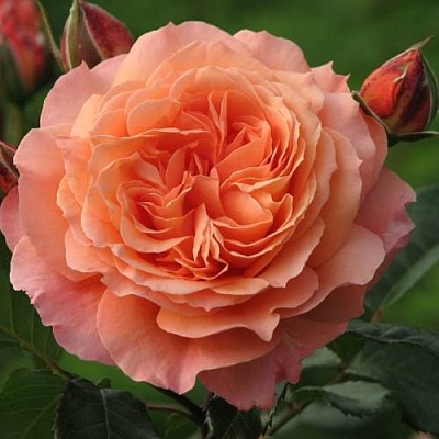 Роза шраб в Улан-Удэ